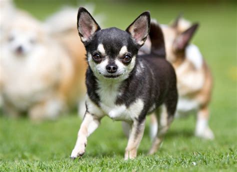 UK Chihuahuas and pups Show , Chat & Advice